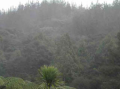 July Bush Rain